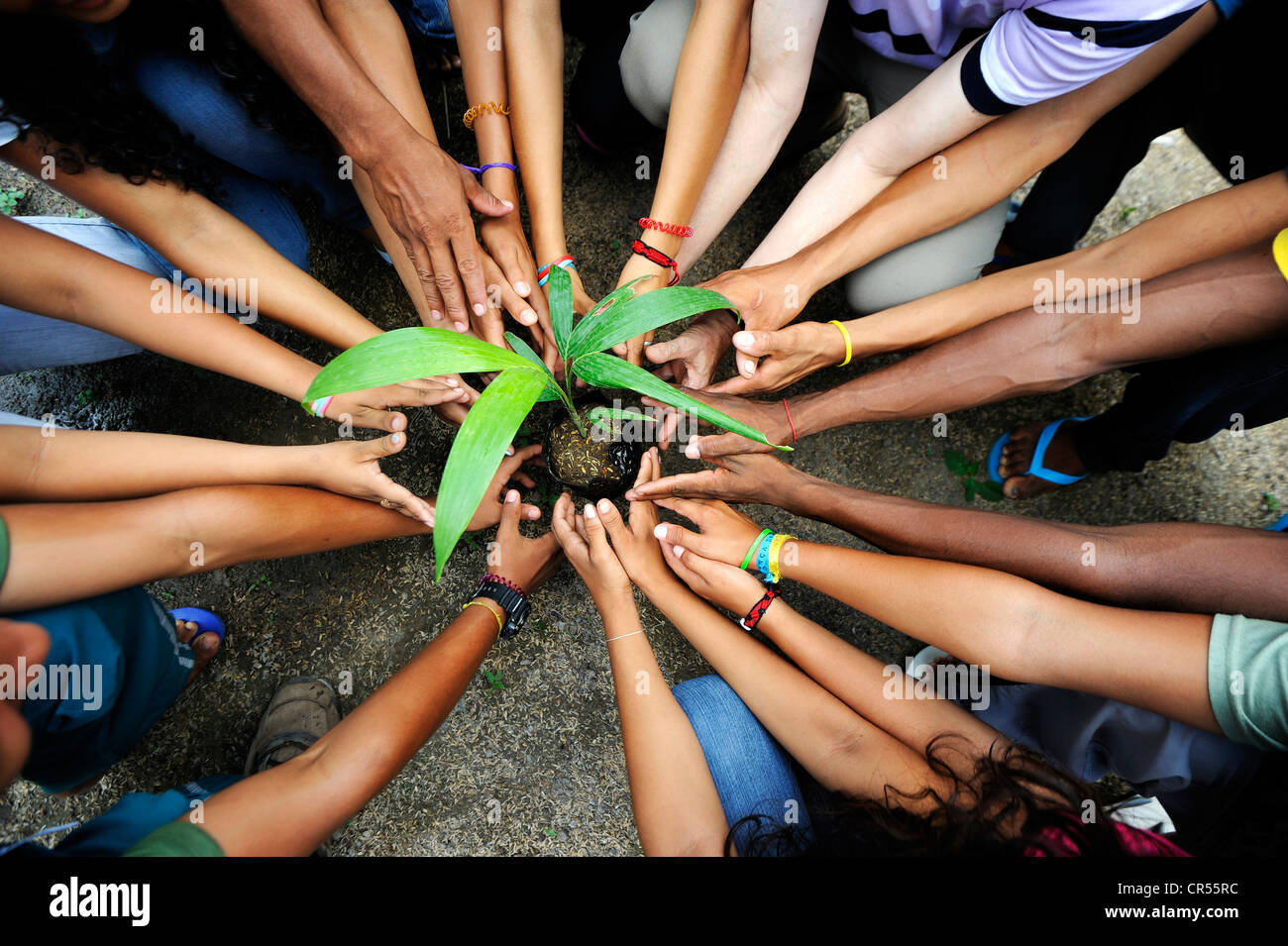 Hands and arms of young people, arranged radially around a seedling Stock Photo