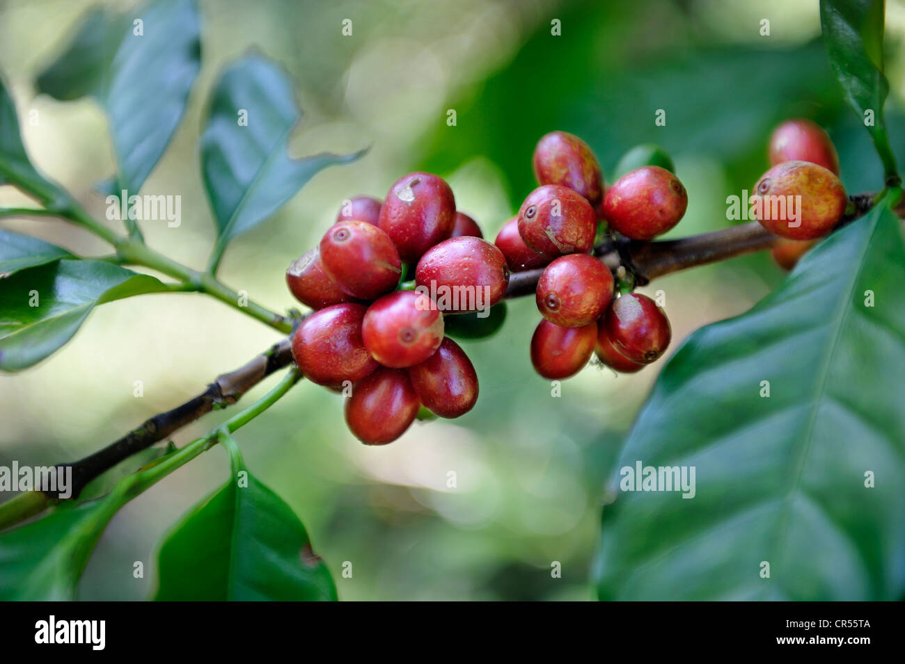 Ripe coffee beans on a coffee plant (Coffea), El Salvador, Central America, Latin America Stock Photo