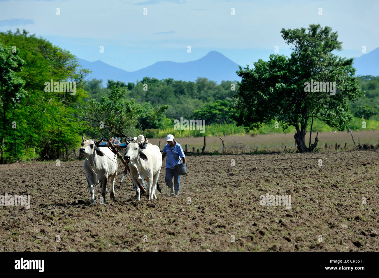 Two farmers plowing the field with two oxen, yoke of oxen, El Angel, Bajo Lempa, El Salvador, Central America, Latin America Stock Photo