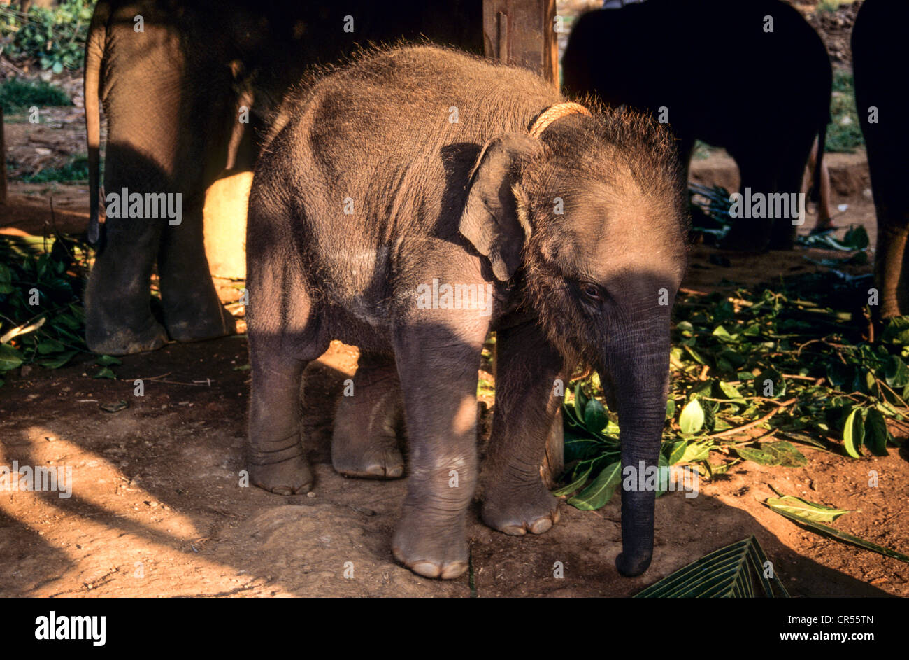 Infant Indian Elephant at the Pinawella Orphanage, Sri Lanka Stock Photo