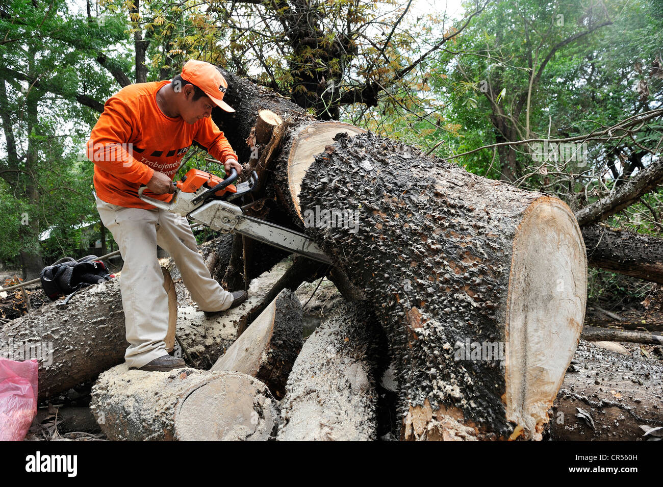 Workers trying to remove a large tree trunk that fell on the road in the flood disaster of October 2011, El Angel, Jiquilisco Stock Photo