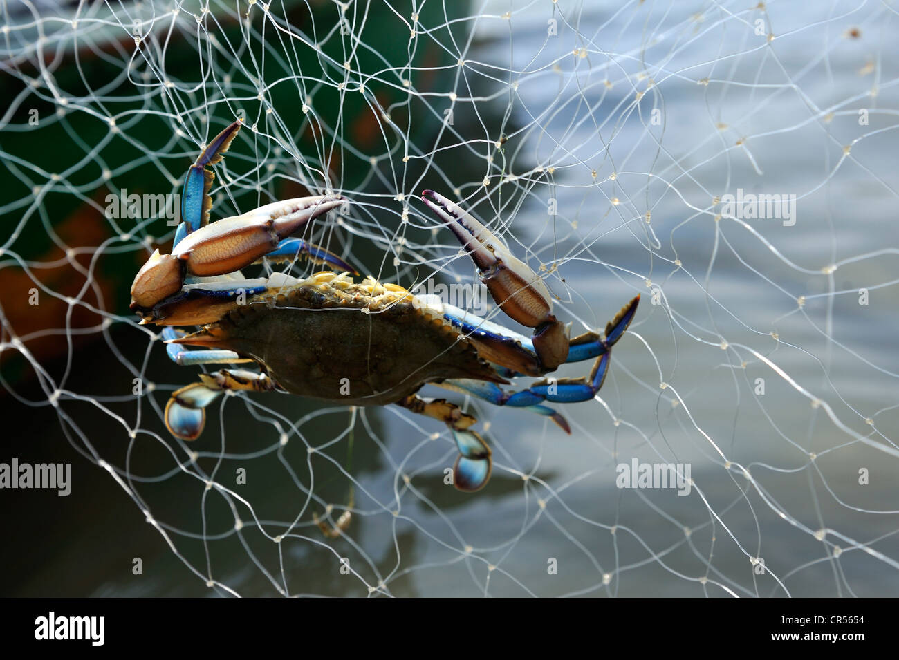 Chesapeake or Atlantic blue crab (Callinectes sapidus) in a fisherman's net, Pedra de Guaratiba, Sepitiba Bay, Bahia de Sepitiba Stock Photo