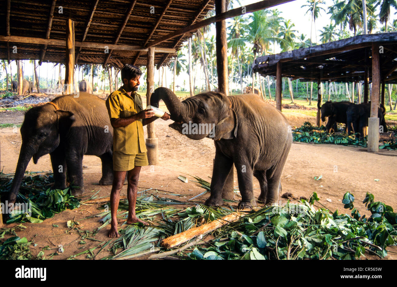 Keeper feeding an Indian elephant at the Pinawella Orphanage, Sri Lanka Stock Photo