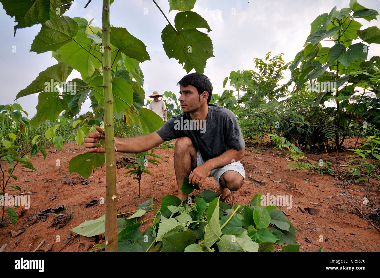 Young farmer cultivating seedlings for the reforestation of cleared land in the Amazon rainforest, tree nursery of a cooperative Stock Photo