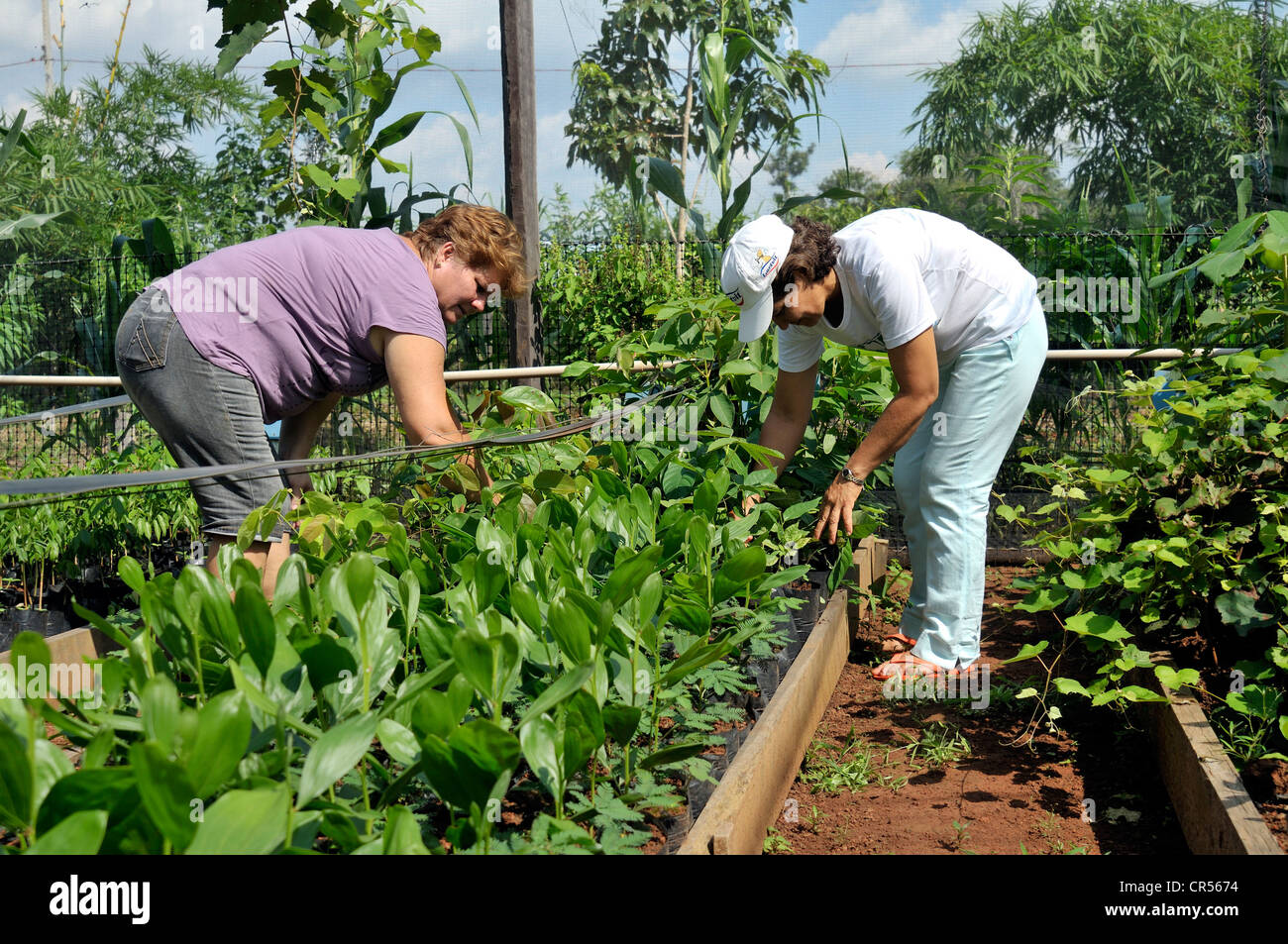 Farmwomen cultivating seedlings for the reforestation of cleared land