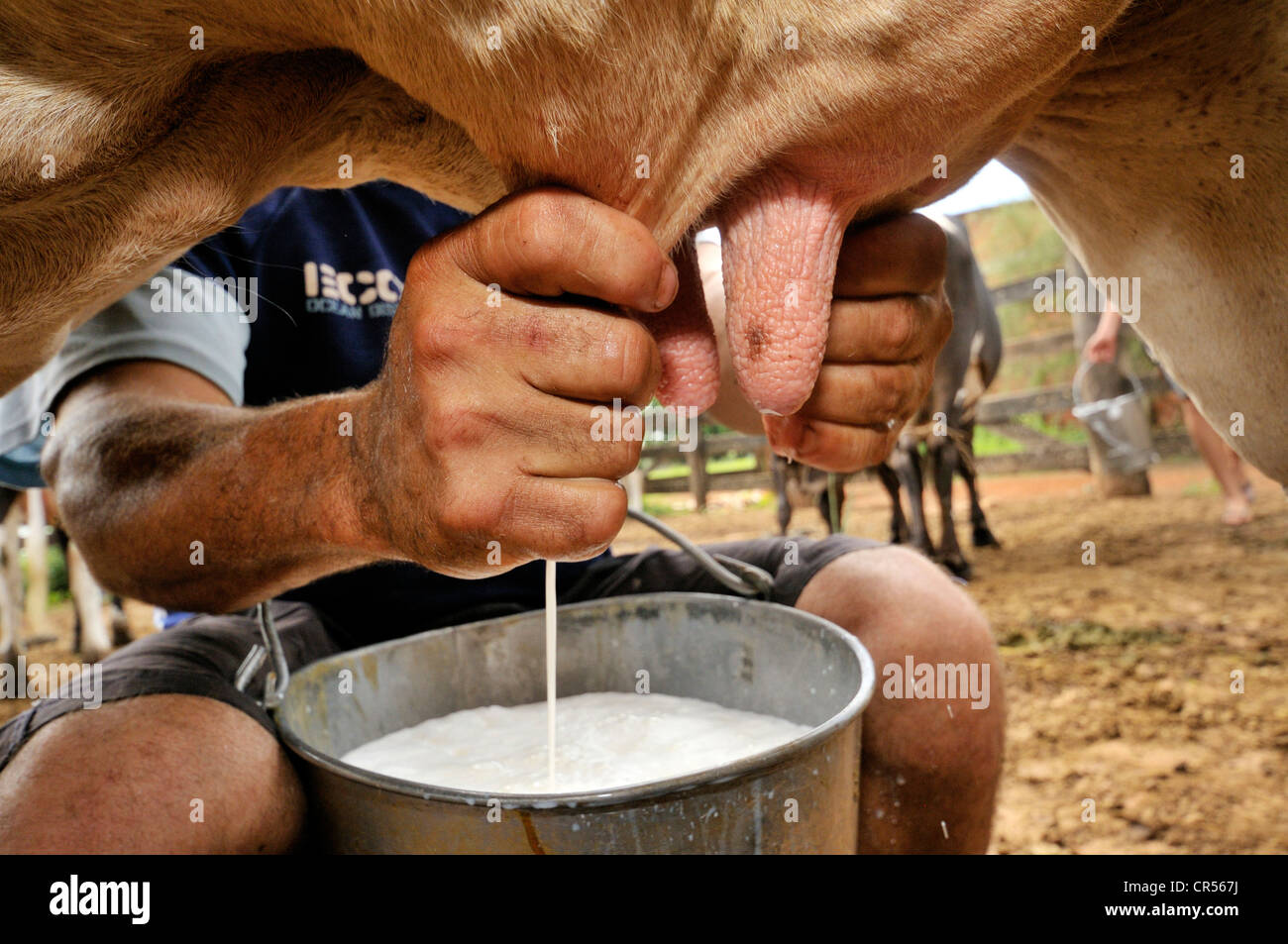 Man milking a cow by hand, settlement of the Movimento dos Trabalhadores Rurais sem Terra landless movement, MST Stock Photo