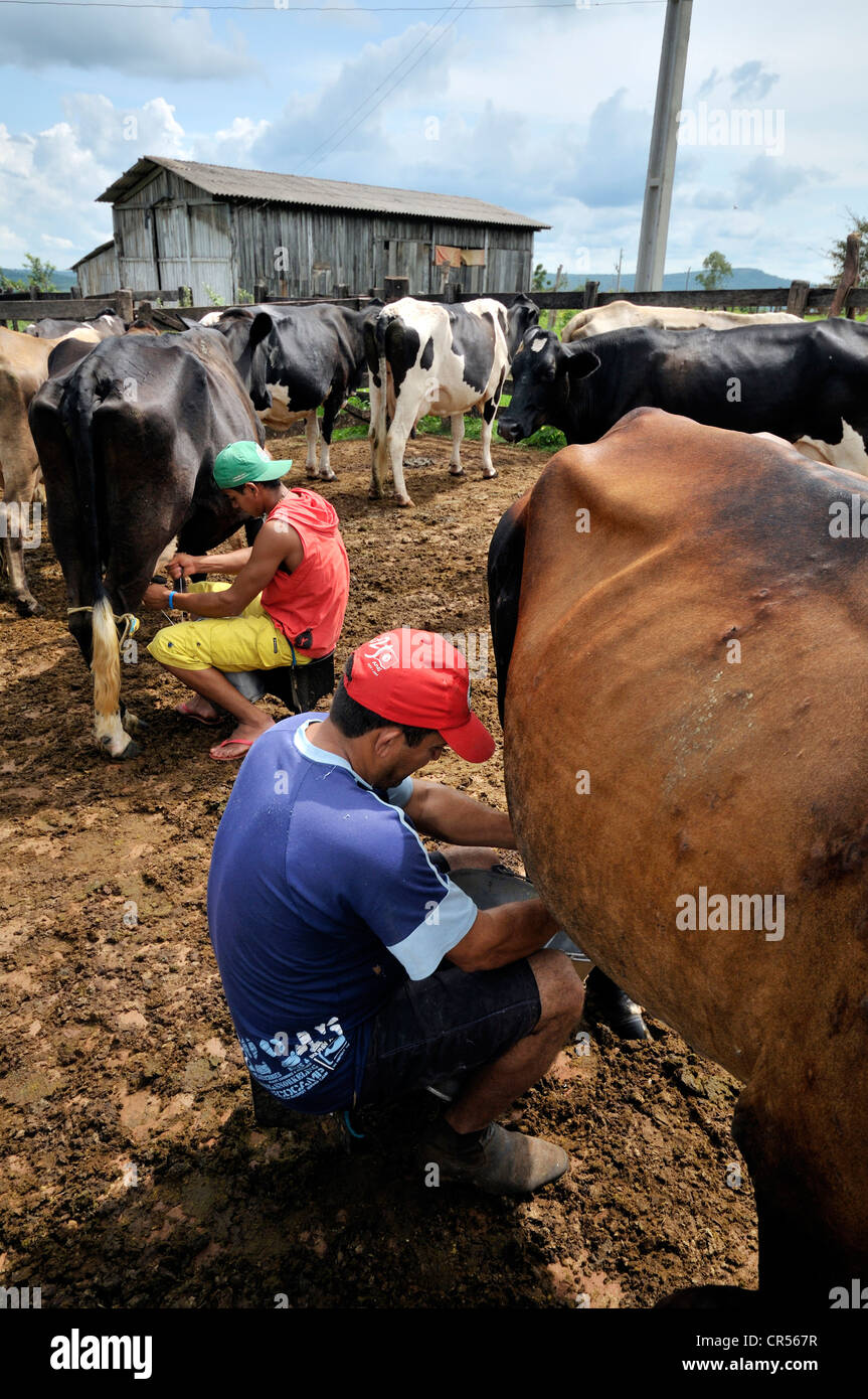 Milkers milking cows by hand, traditional dairy farming, settlement of the Movimento dos Trabalhadores Rurais sem Terra landless Stock Photo