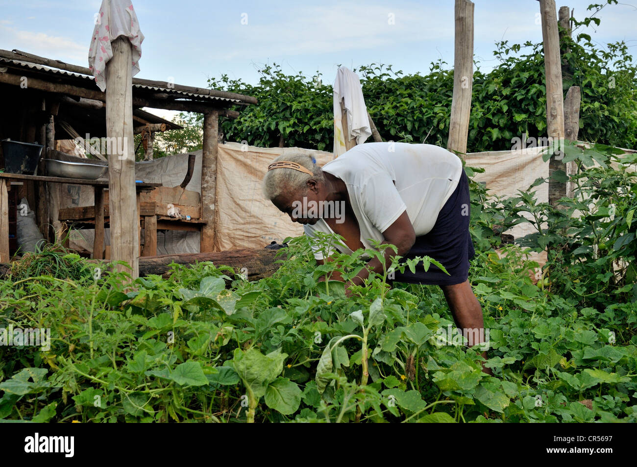 Dark-skinned farmwoman harvesting vegetables in her garden, Acampamento 12 de Otubro landless camp, Movimento dos Trabalhadores Stock Photo