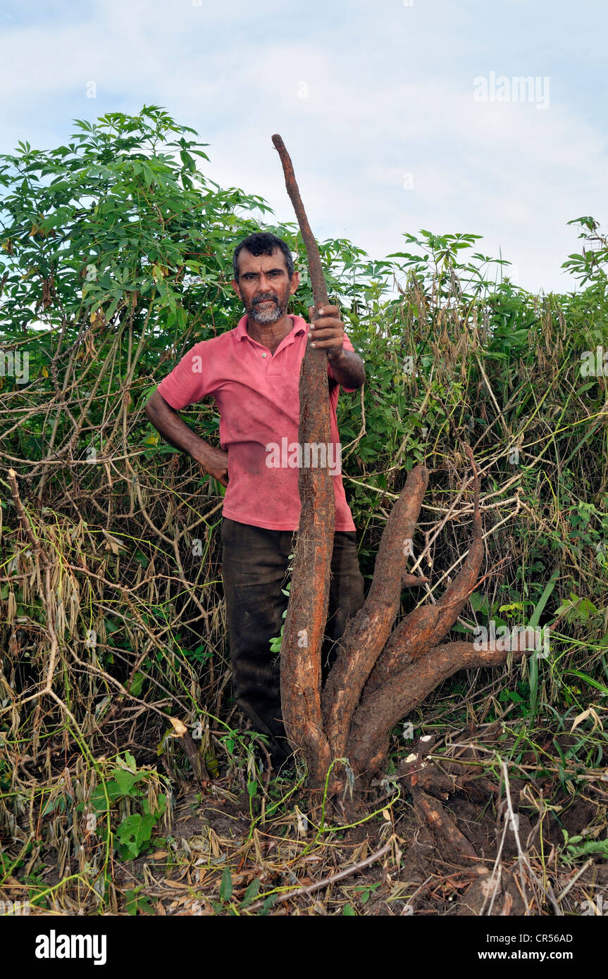 Man with giant manioc or yuca roots (Manihot esculenta), Acampamento 12 de Otubro landless camp, Movimento dos Trabalhadores Stock Photo