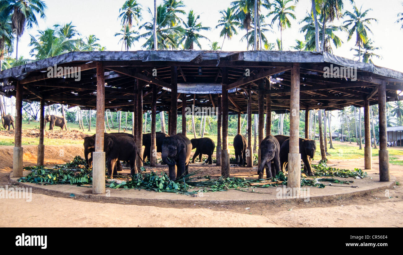 Indian Elephants at the Pinawella Orphanage, Sri Lanka Stock Photo