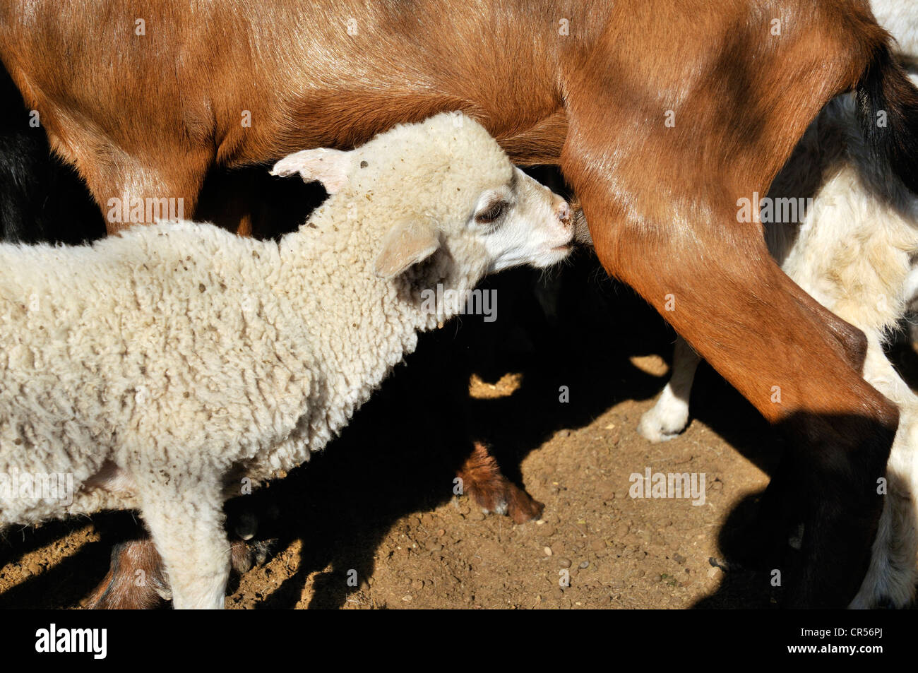 Lamb suckling on the udder of a goat, Puesto La Guascha, Gran Chaco, Salta, Argentina, South America Stock Photo