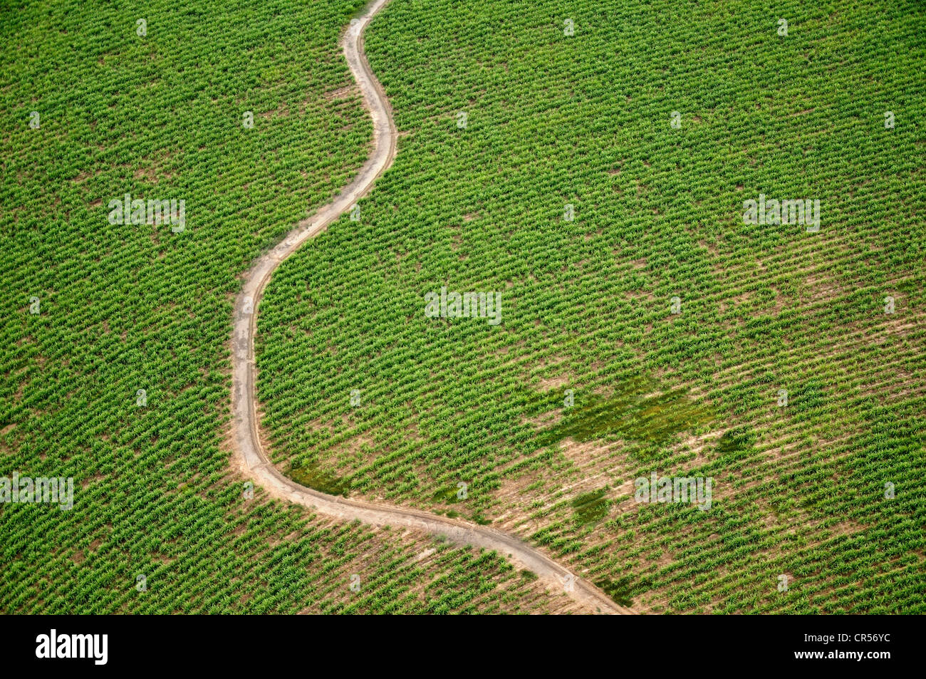 Aerial view field of sugar cane for the production of biodiesel