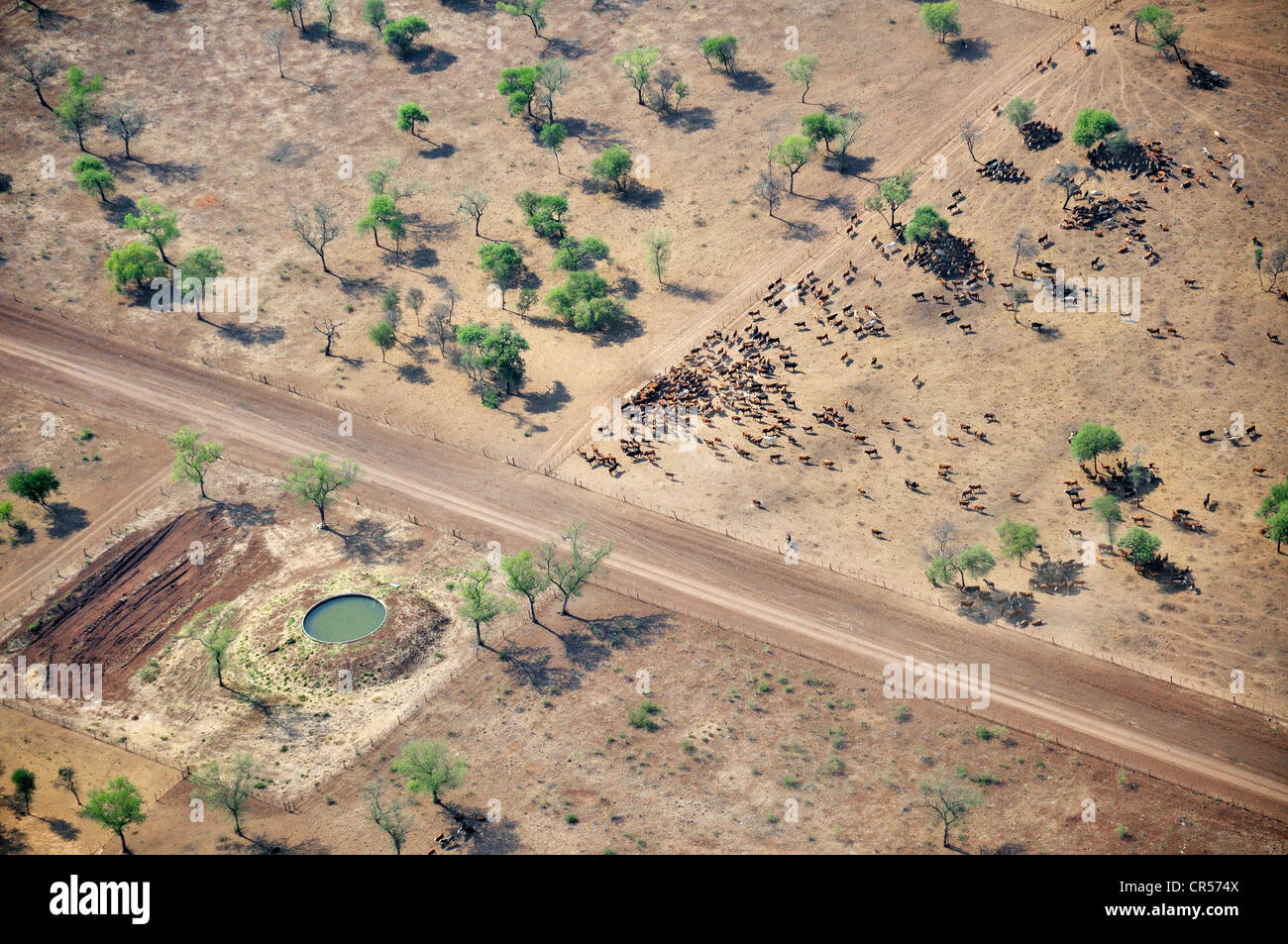 Aerial view from a Cessna aircraft, cattle herd on arid land, which were formerly the jungles of the , Argentina, South America Stock Photo