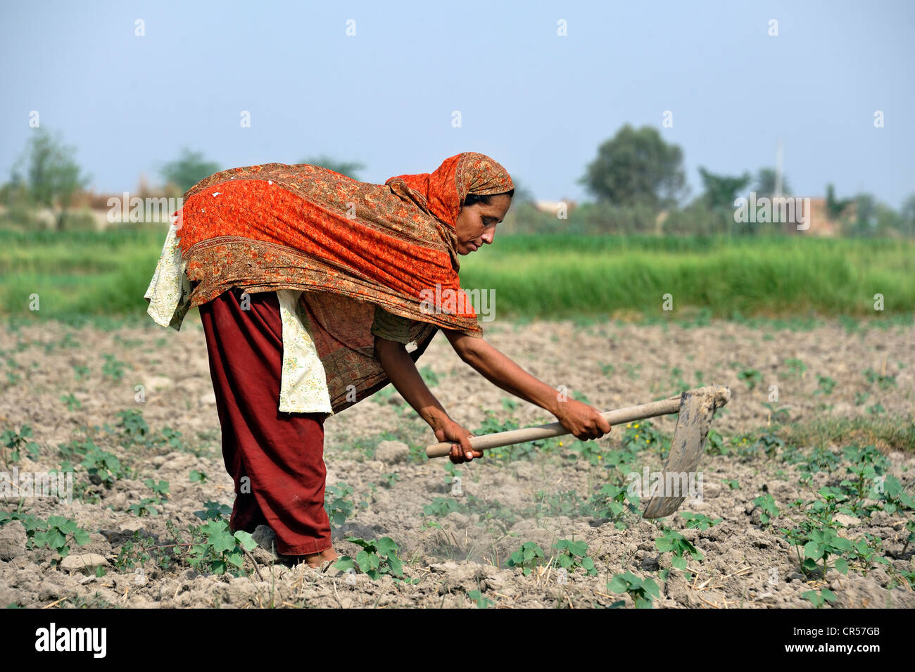 Woman, 30, working in the fields, village of Moza Sabgogat near Muzaffaragarh, Punjab, Pakistan, Asia Stock Photo