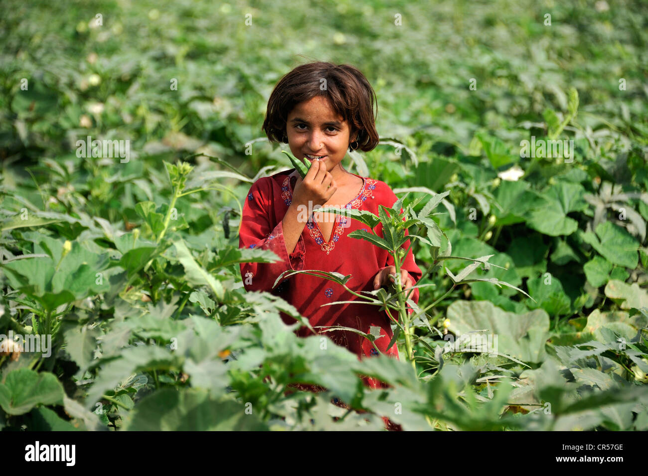 Girl, 8, during the harvest in an okra field, village of Moza Sabgogat