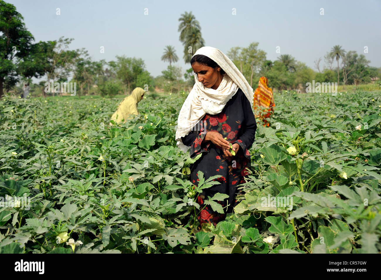 Women harvesting okra, village of Moza Sabgogat near Muzaffaragarh