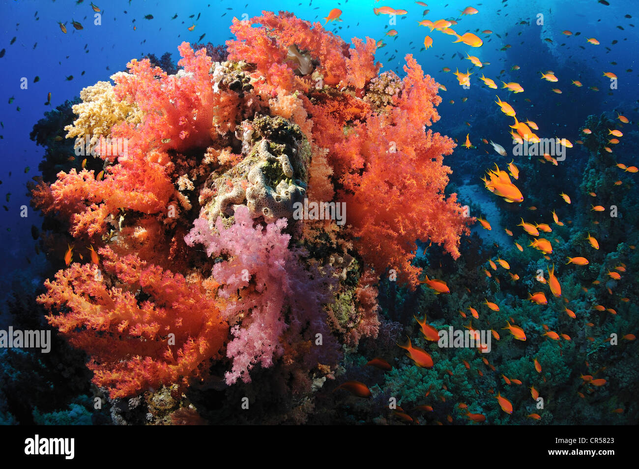 Egypt, Red Sea, alcyonarians corals and anthias fishes Stock Photo