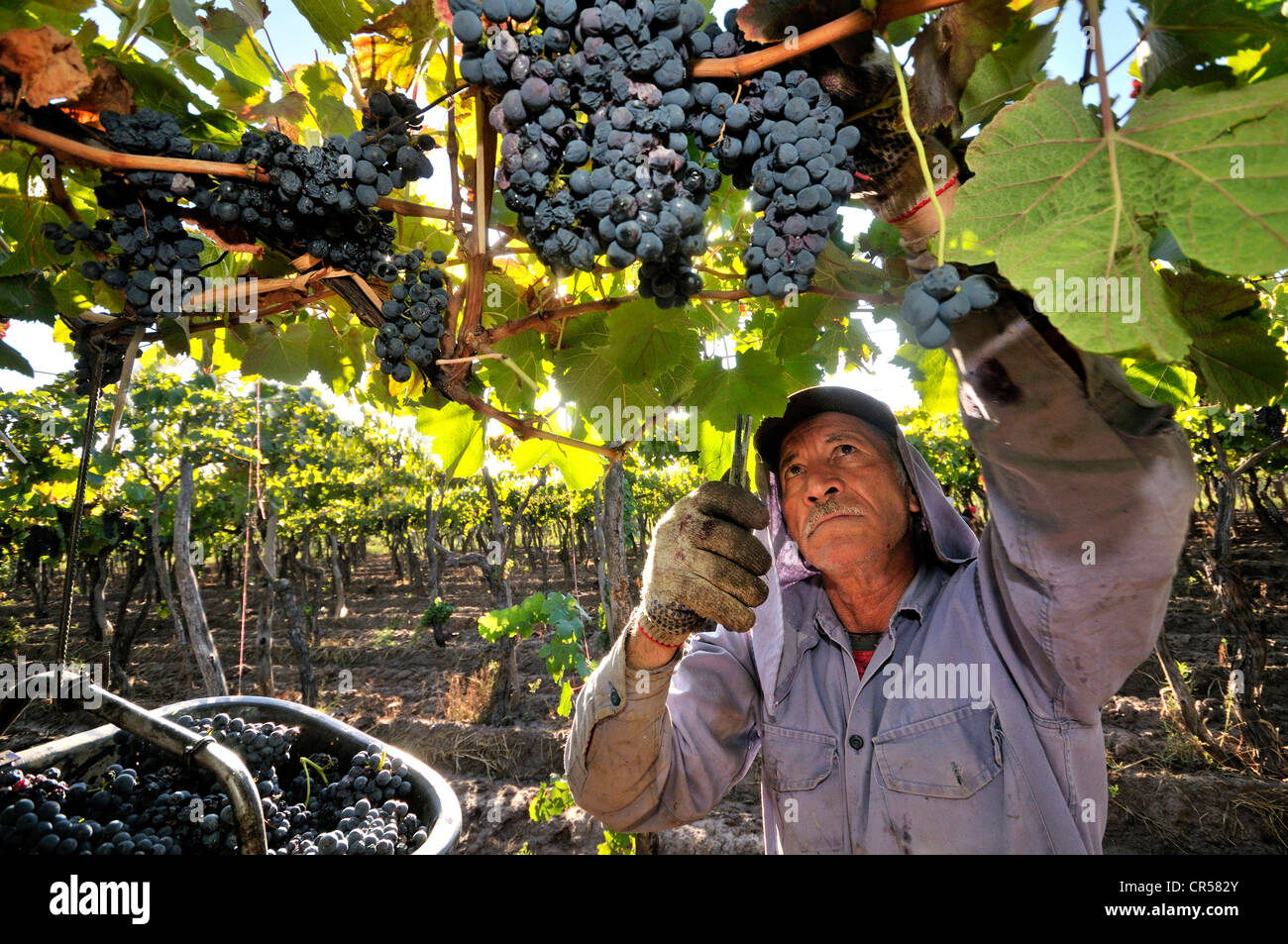 Picker during the vintage of Syrah grapes on the Carinae vineyard in Maipu, Mendoza Province, Argentina, South America Stock Photo