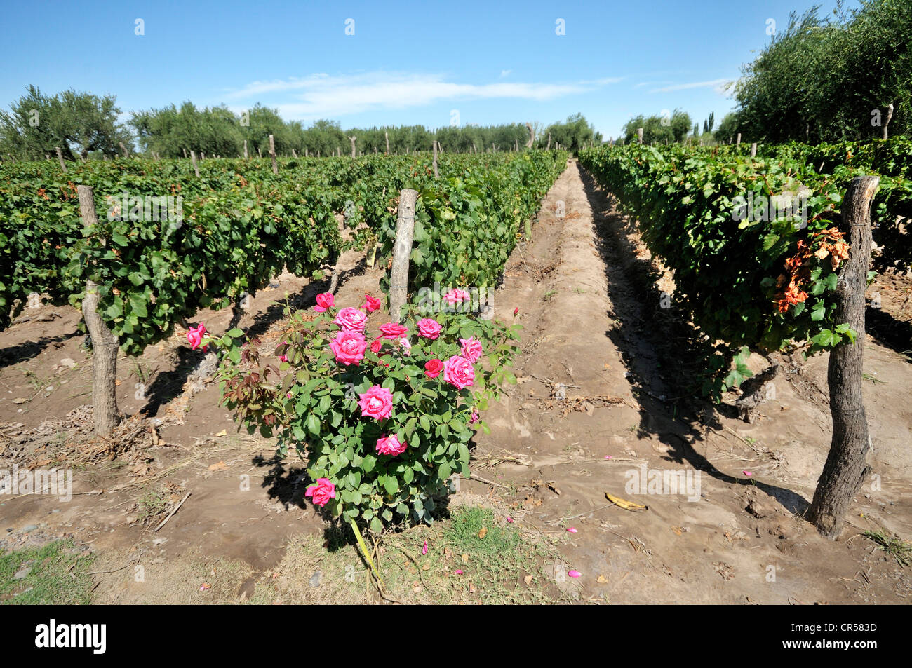 Rows of grape vines hi-res stock photography and images - Alamy