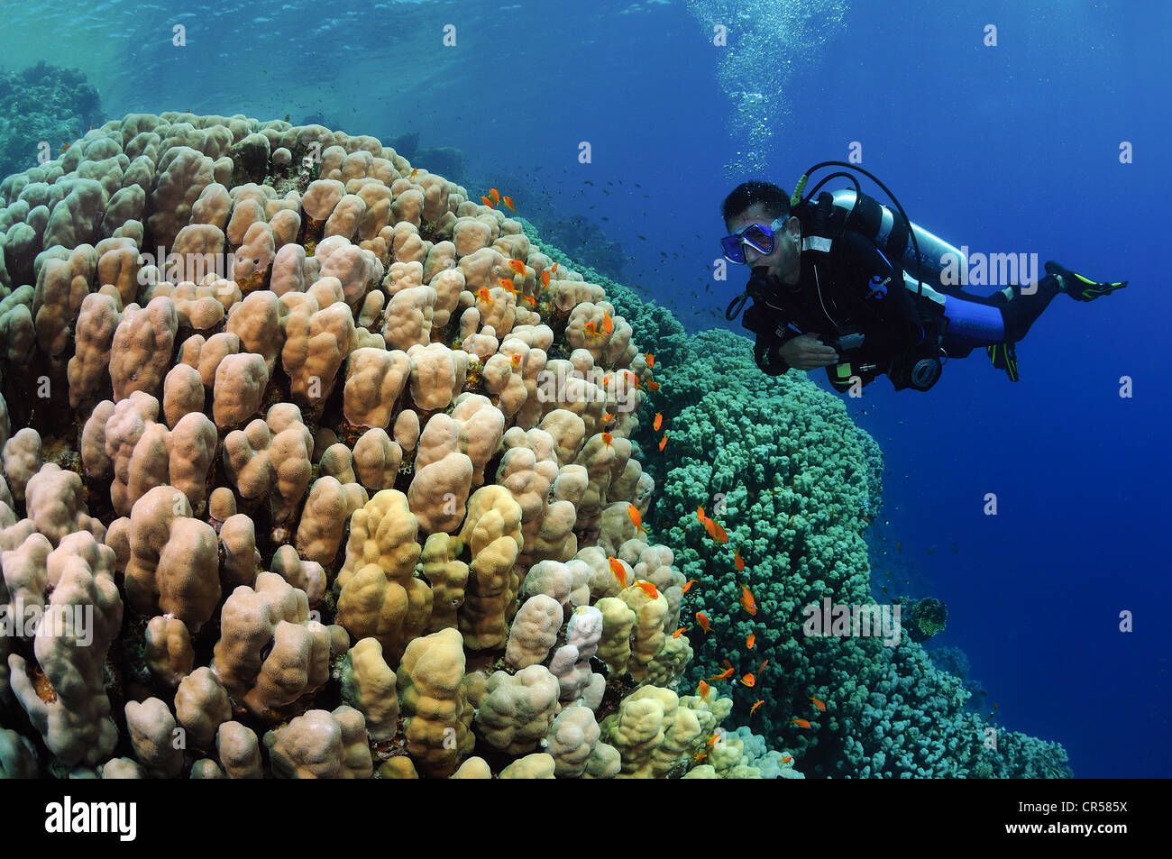 Egypt, Red Sea, porites corals (Porites sp.) Stock Photo