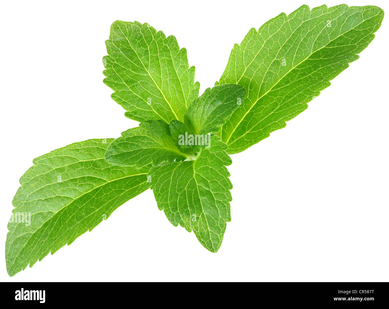 Stevia rebaudiana, sweet leaf sugar substitute isolated on white background  Stock Photo - Alamy