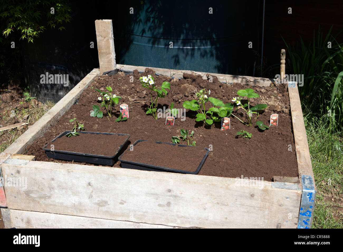 a raised bed constructed from reclaimed wood in a garden in the uk