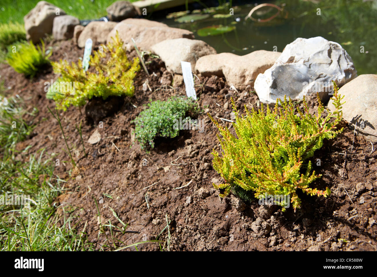 row of heathers and alpines in a rock garden by a pond in a garden in the uk Stock Photo