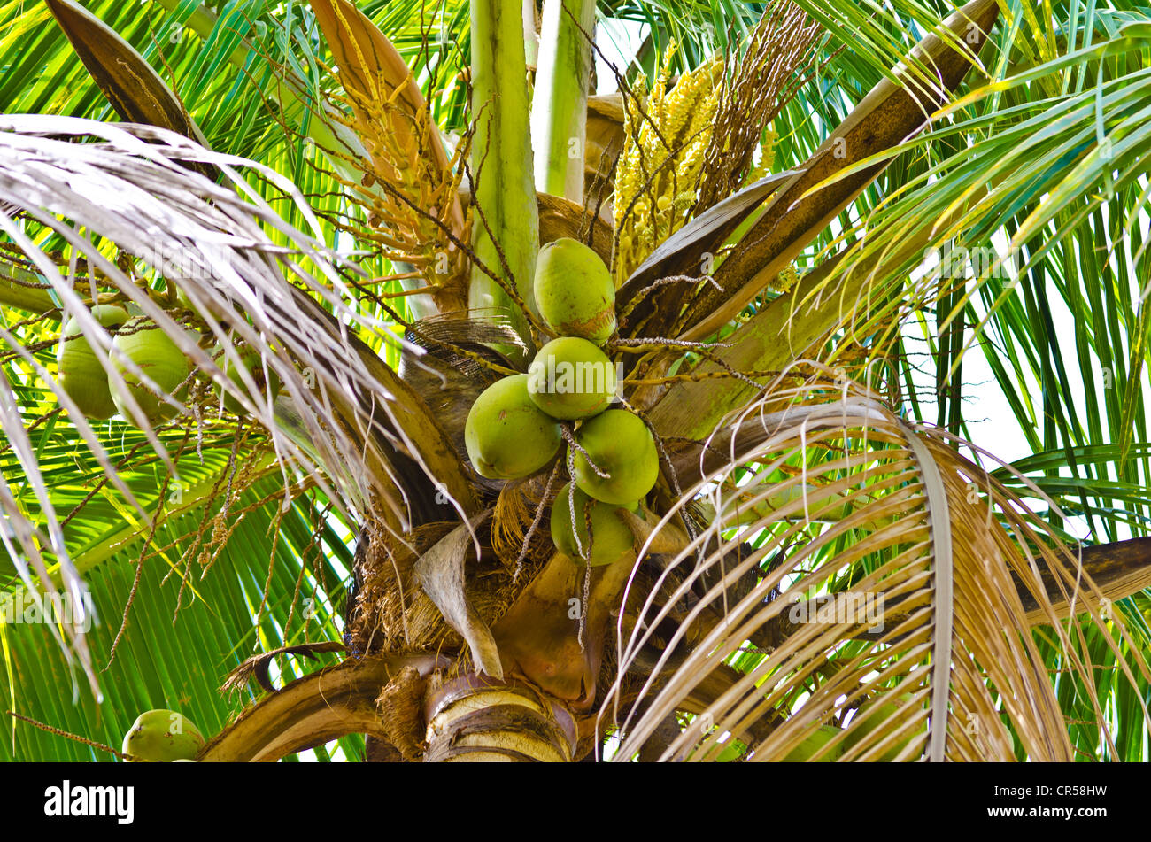 Coconut Tree Farm High Resolution Stock Photography and Images Alamy