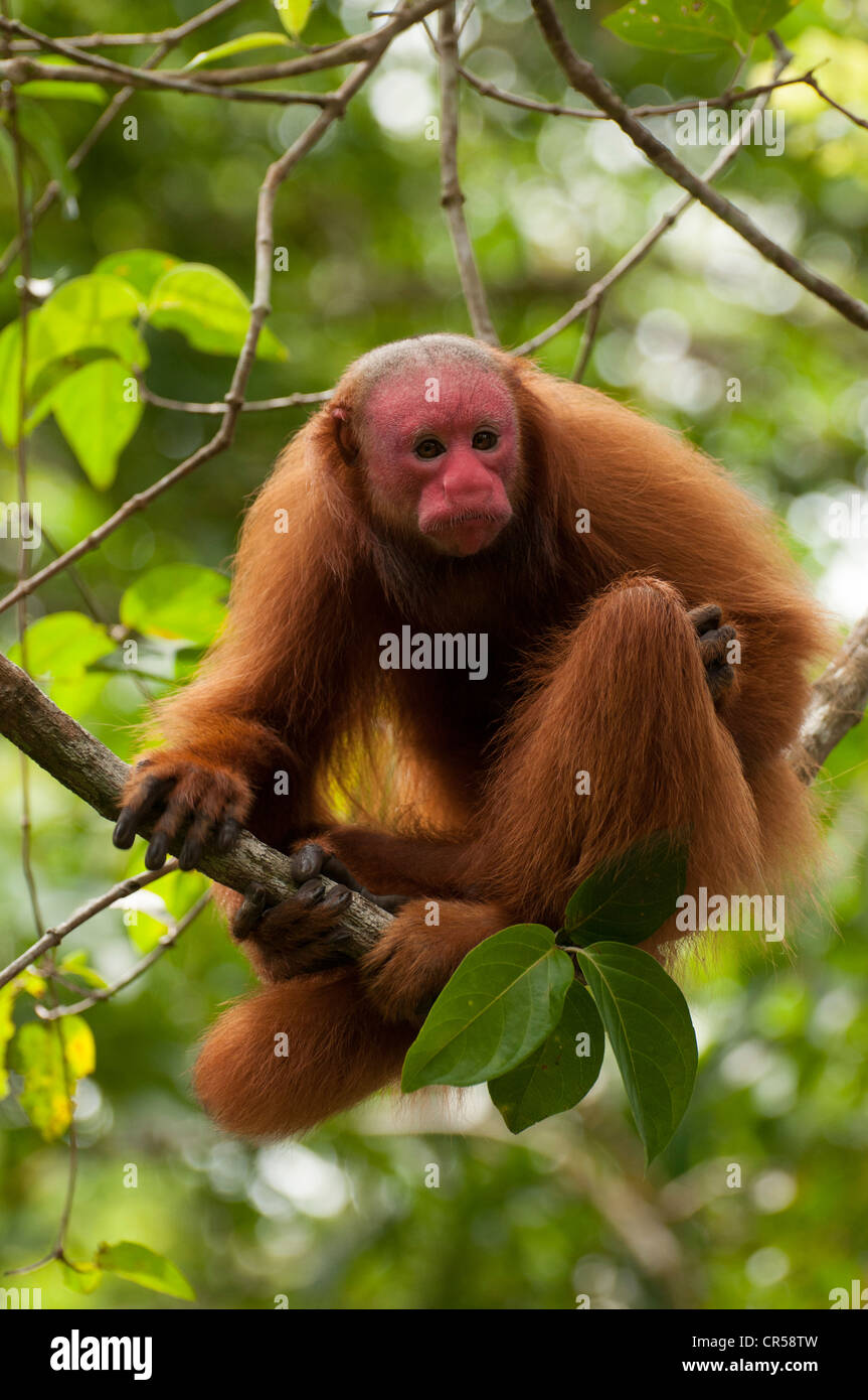 Peruvian red uakari monkey (Cacajao calvus ucayalii Stock Photo Alamy