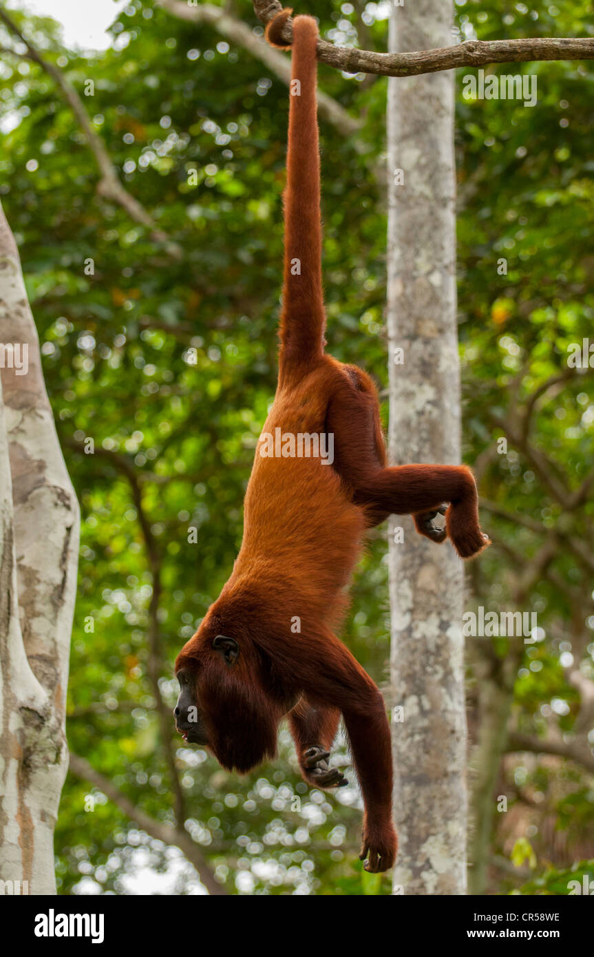 Red Howler Monkey hanging by prehensile tail Stock Photo - Alamy