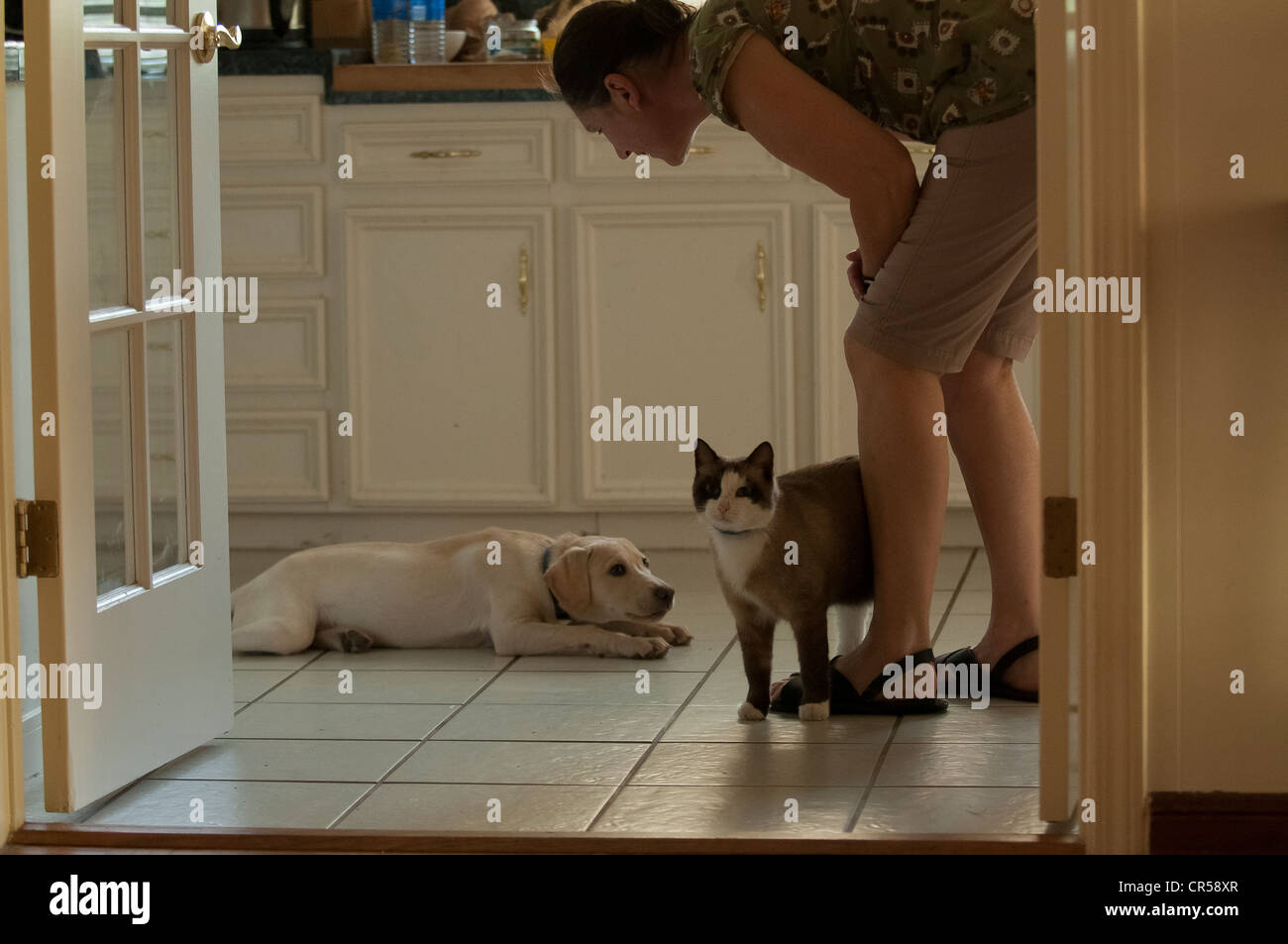 puppy training with cat Stock Photo