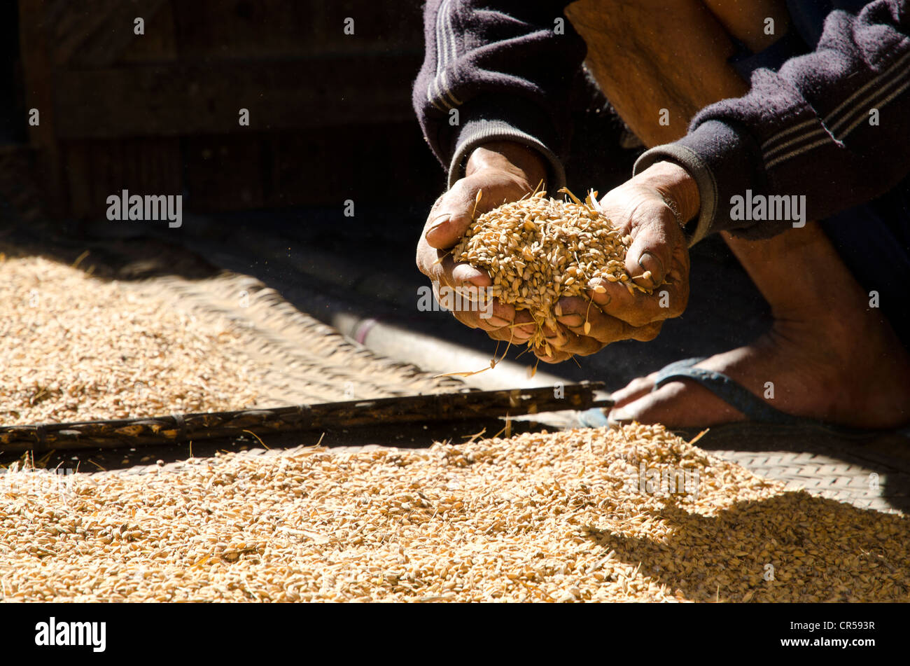 Harvest time on the Apatani plateau in Ziro region, Hong village, Arunachal Pradesh, India, Asia Stock Photo