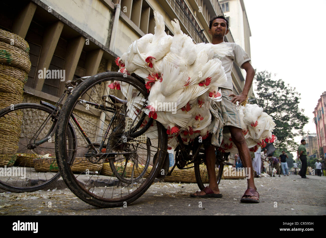 Live chicken being transported on a bicycle, Kolkata, West Bengal, India, Asia Stock Photo