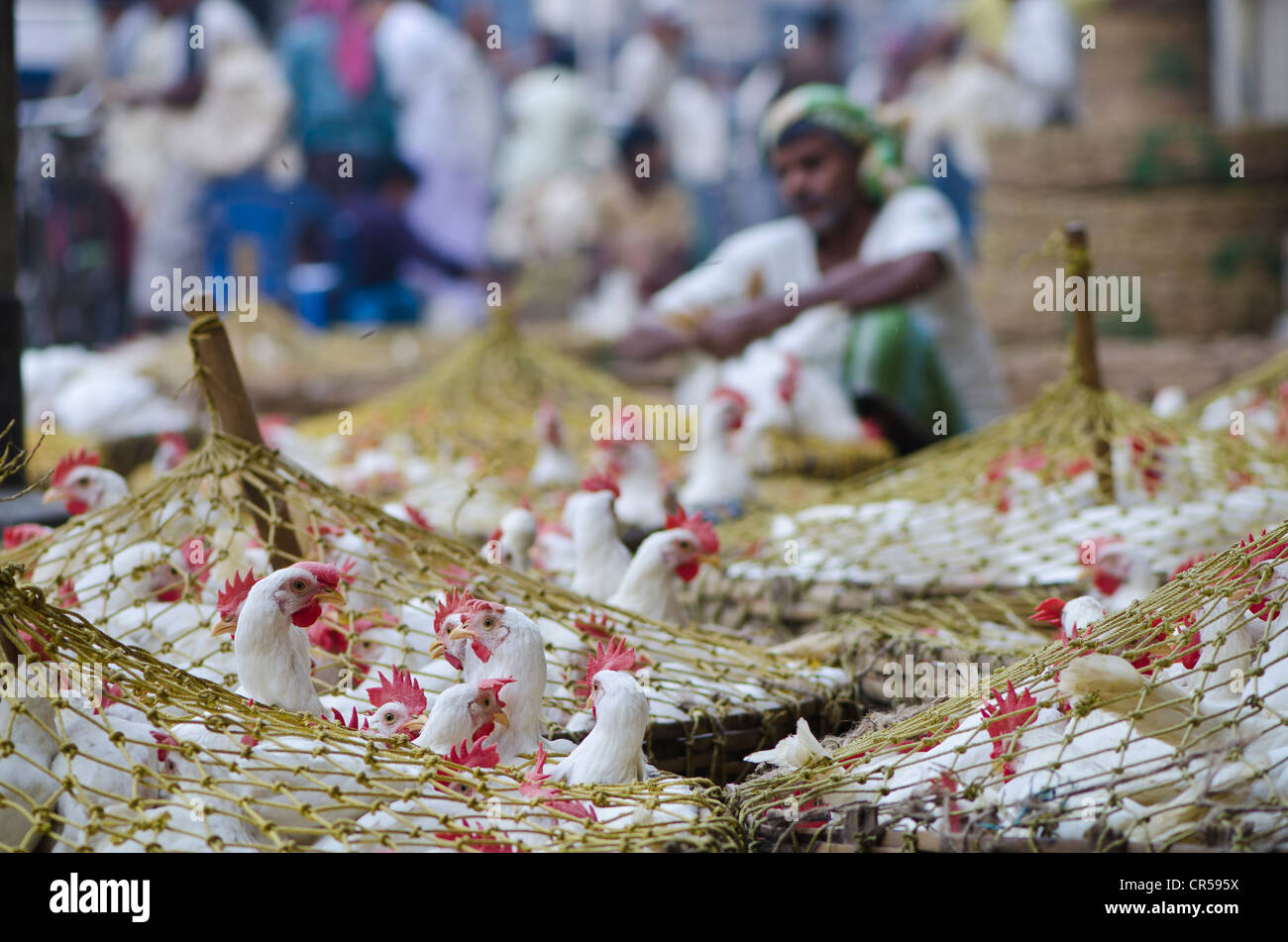 Crammed chicken for sale at the chicken market, Kolkata, West Bengal, India, Asia Stock Photo