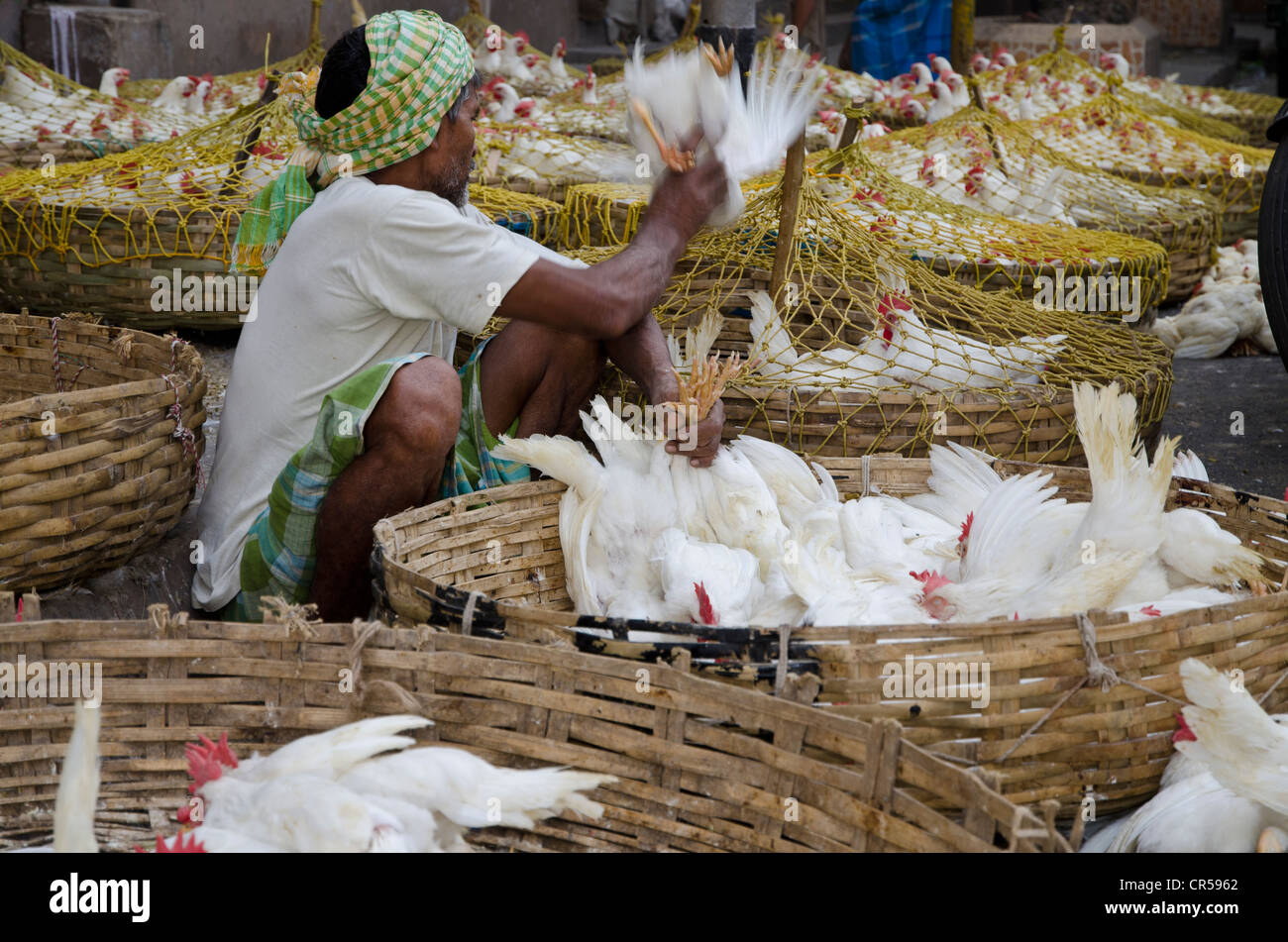 Crammed chicken for sale at the chicken market, Kolkata, West Bengal, India, Asia Stock Photo