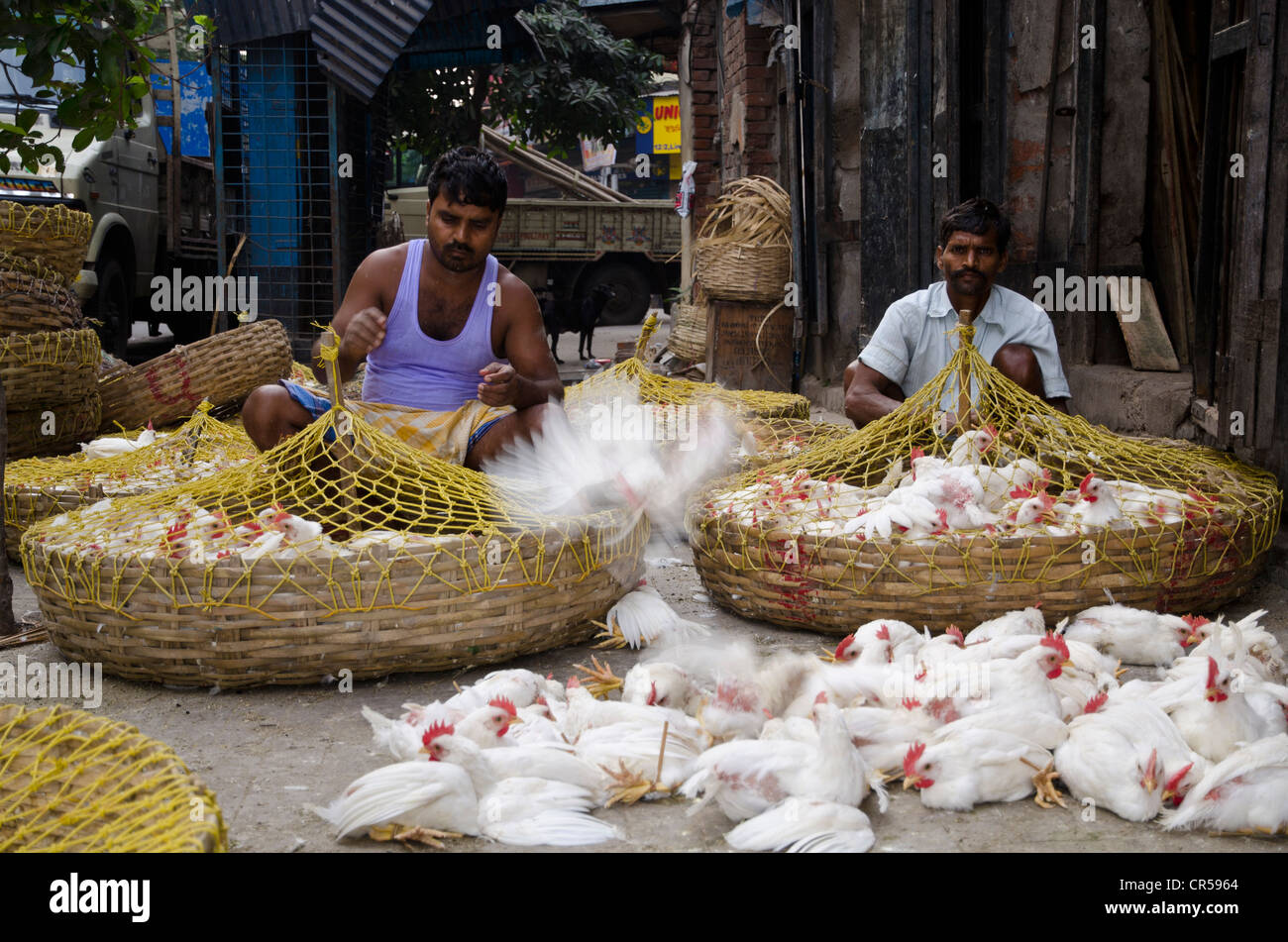 Crammed chicken for sale at the chicken market, Kolkata, West Bengal, India, Asia Stock Photo