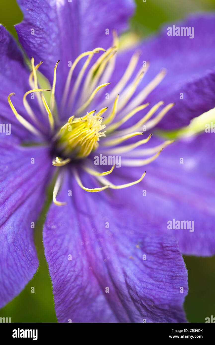 A close up photo of a clematis flower Stock Photo