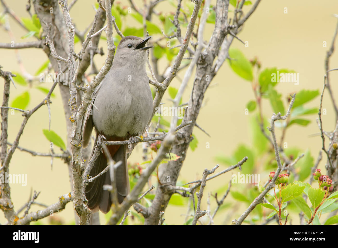 Gray Catbird (Durnetella carolinensis) Vocalizing, Western Montana Stock Photo
