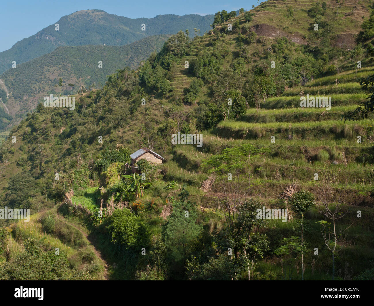 Terraced fields, the only way to plant crops in the hilly region of Helambu, Nepal, Asia Stock Photo