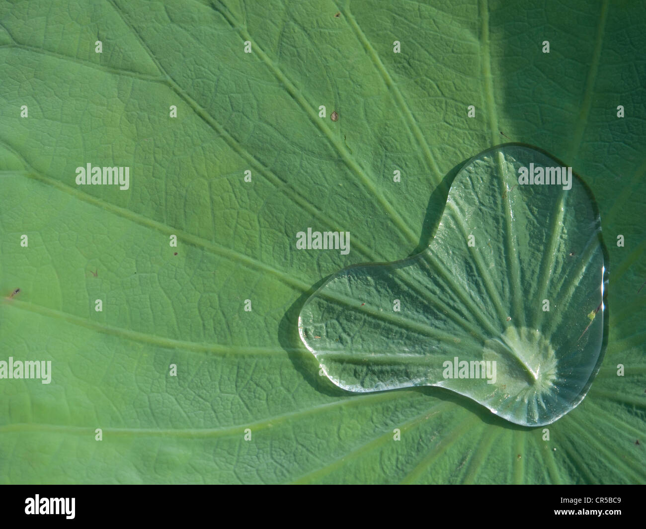 Rainwater collected by the leaf a Lotus (Nelumbo nucifera), Srinagar, Jammu and Kashmir, India, Asia Stock Photo