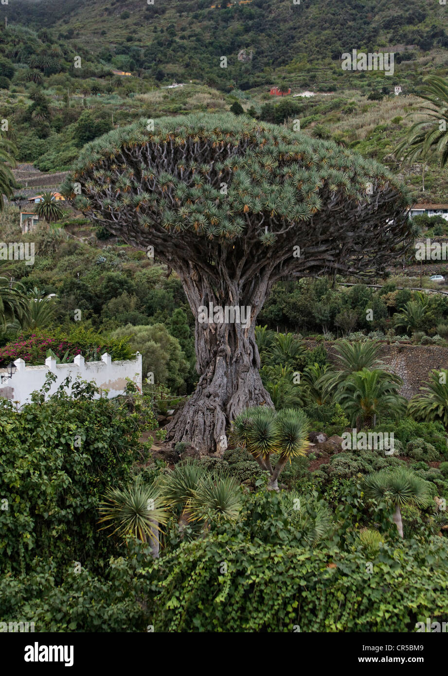 1000 Jahre alter Drachenbaum - Drachenbaum von Icod de los Vinos Stock Photo