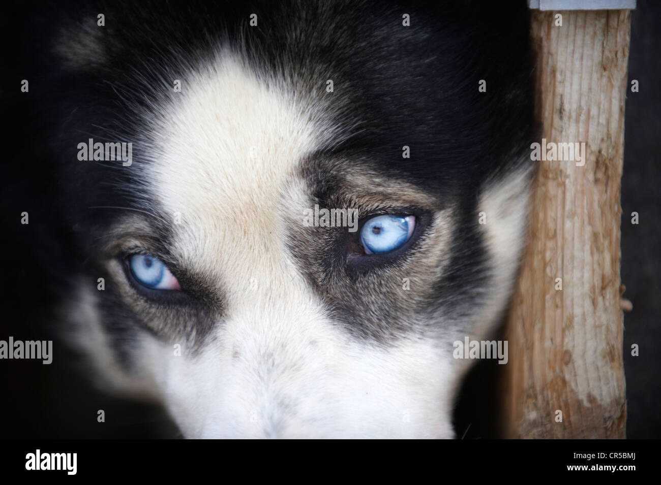 Norway, Lapland, Finnmark County, Karasjok, husky breeding at Sven Engholm's Stock Photo