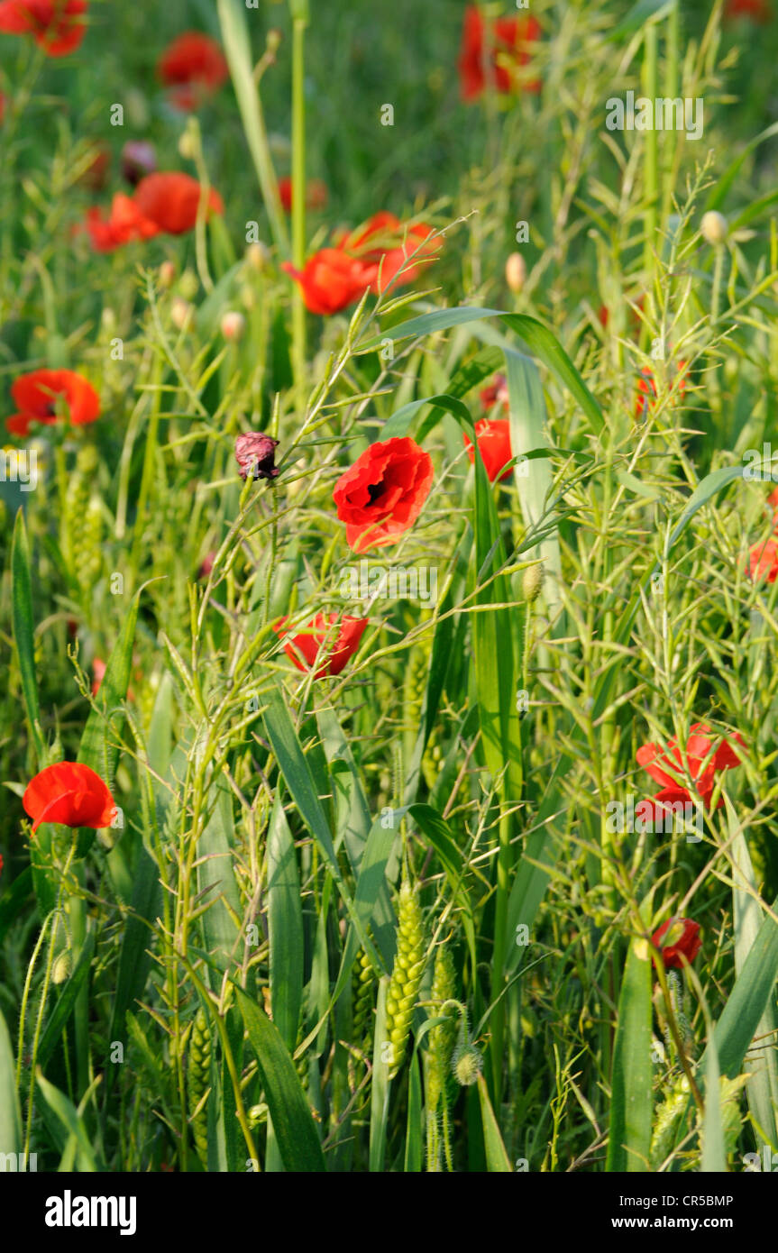 A field of poppies in the Great British Countryside during  the summer Stock Photo