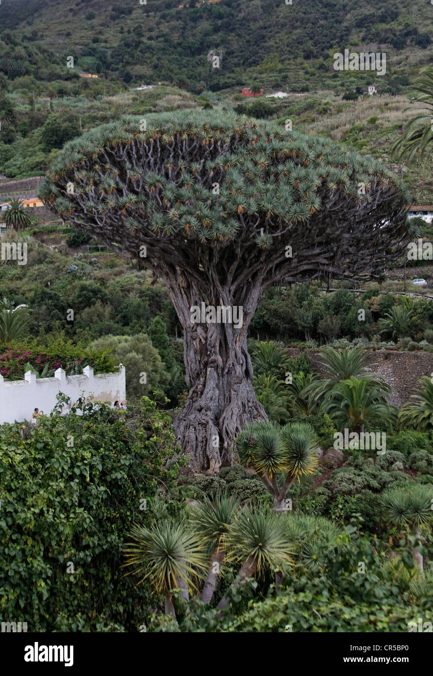 1000 Jahre alter Drachenbaum - Drachenbaum von Icod de los Vinos Stock Photo