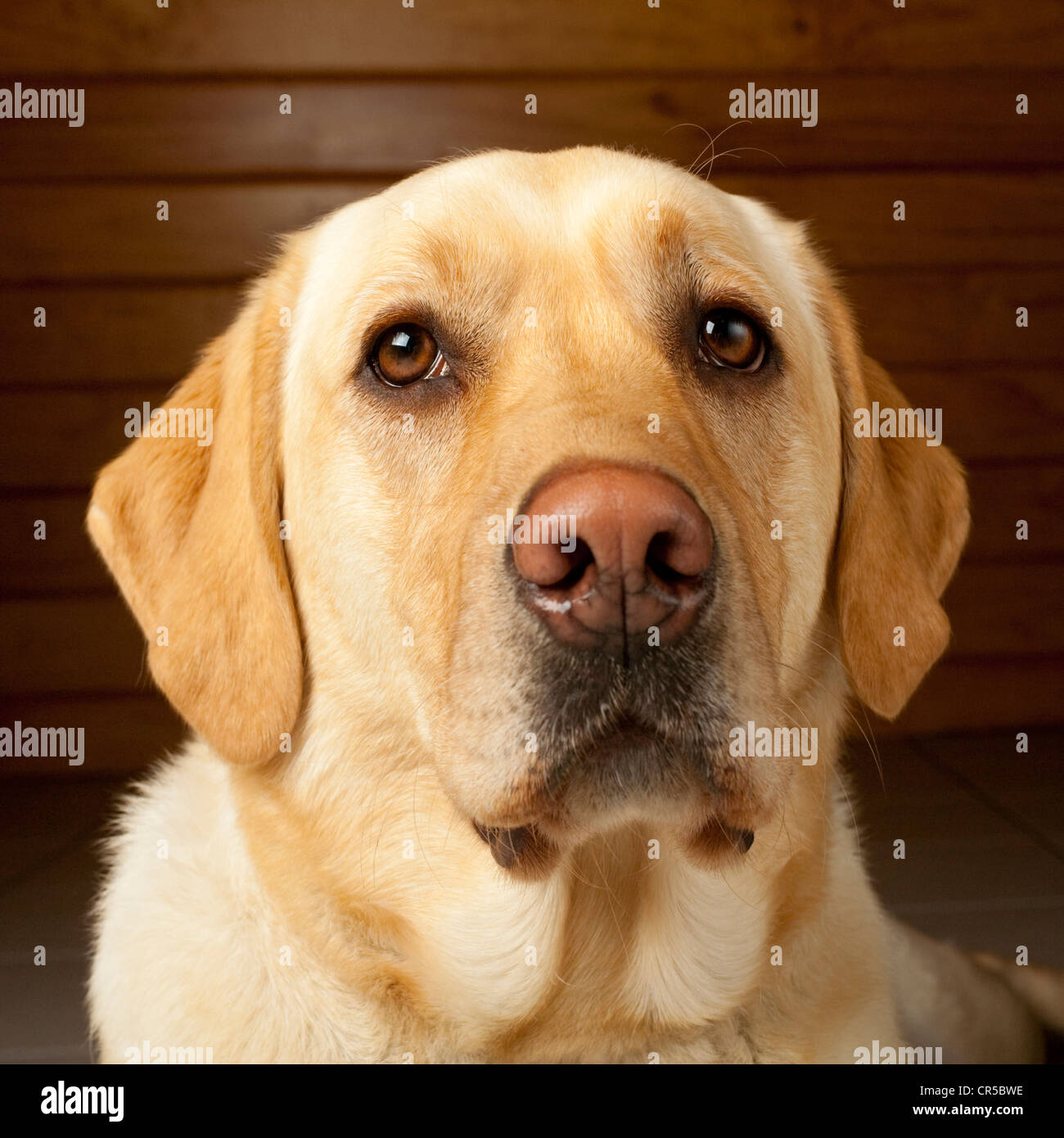 Golden labrador, 20 months old, determined not to to smile for the camera. Stock Photo