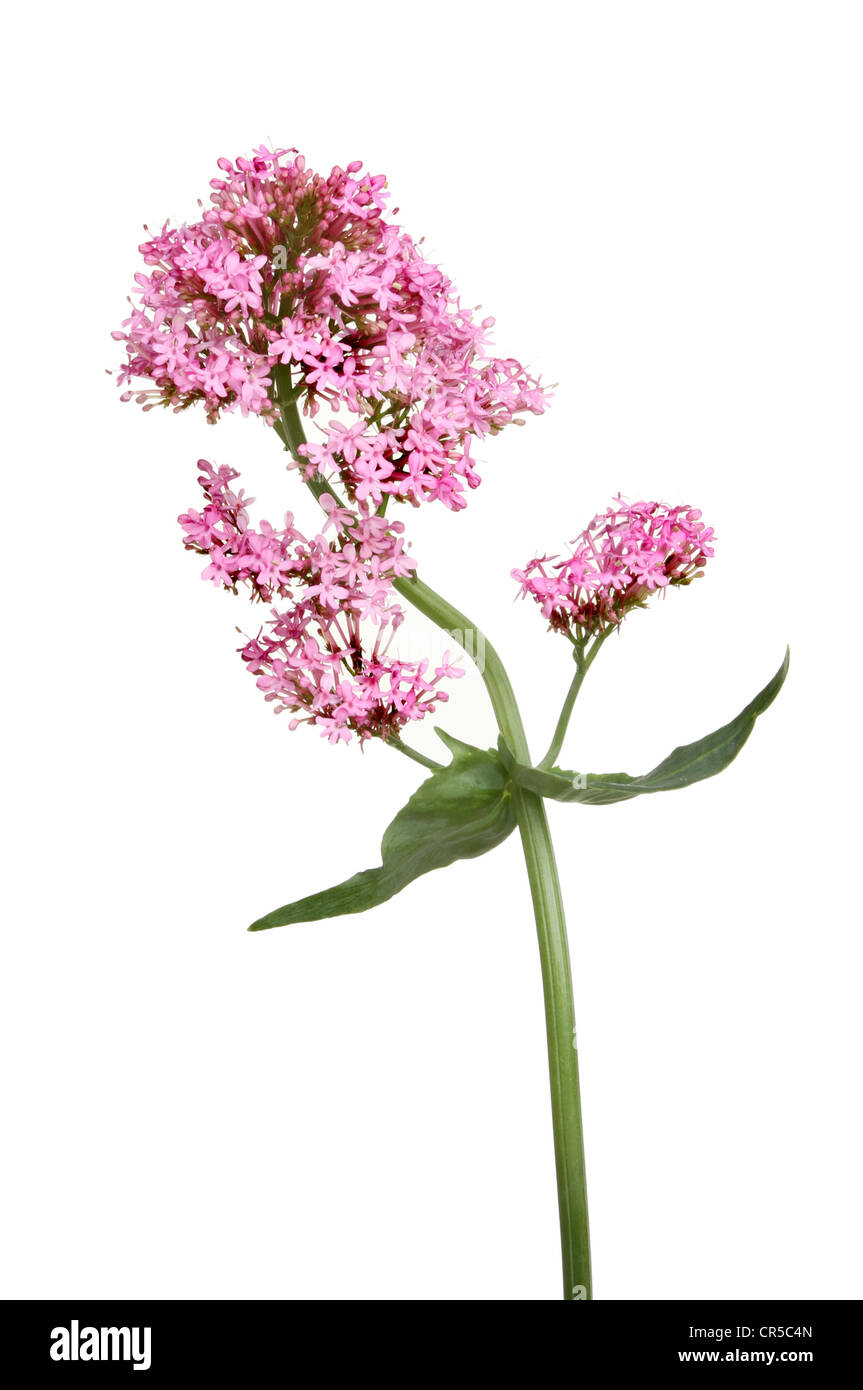 Centranthus ruber, red valerian flowers and leaves isolated against white Stock Photo