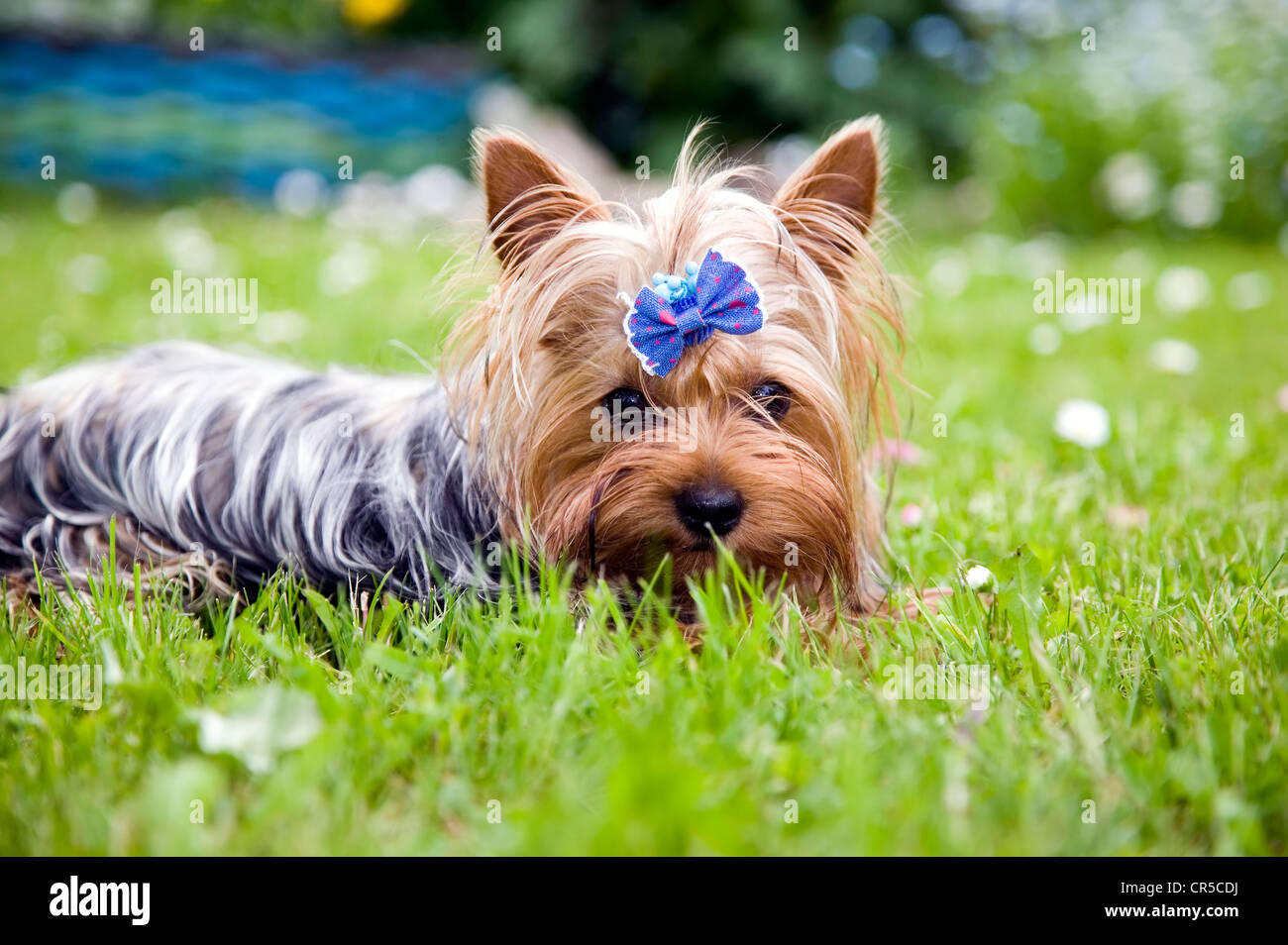 Beautiful yorkshire terrier dog with blue ribbon Stock Photo