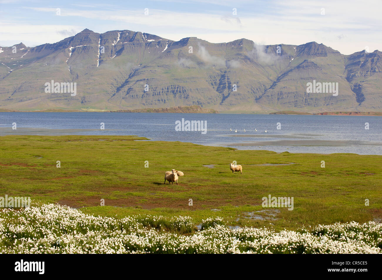 Iceland, East Fjord, Austurland Region, Berufjörður (Berufjordur