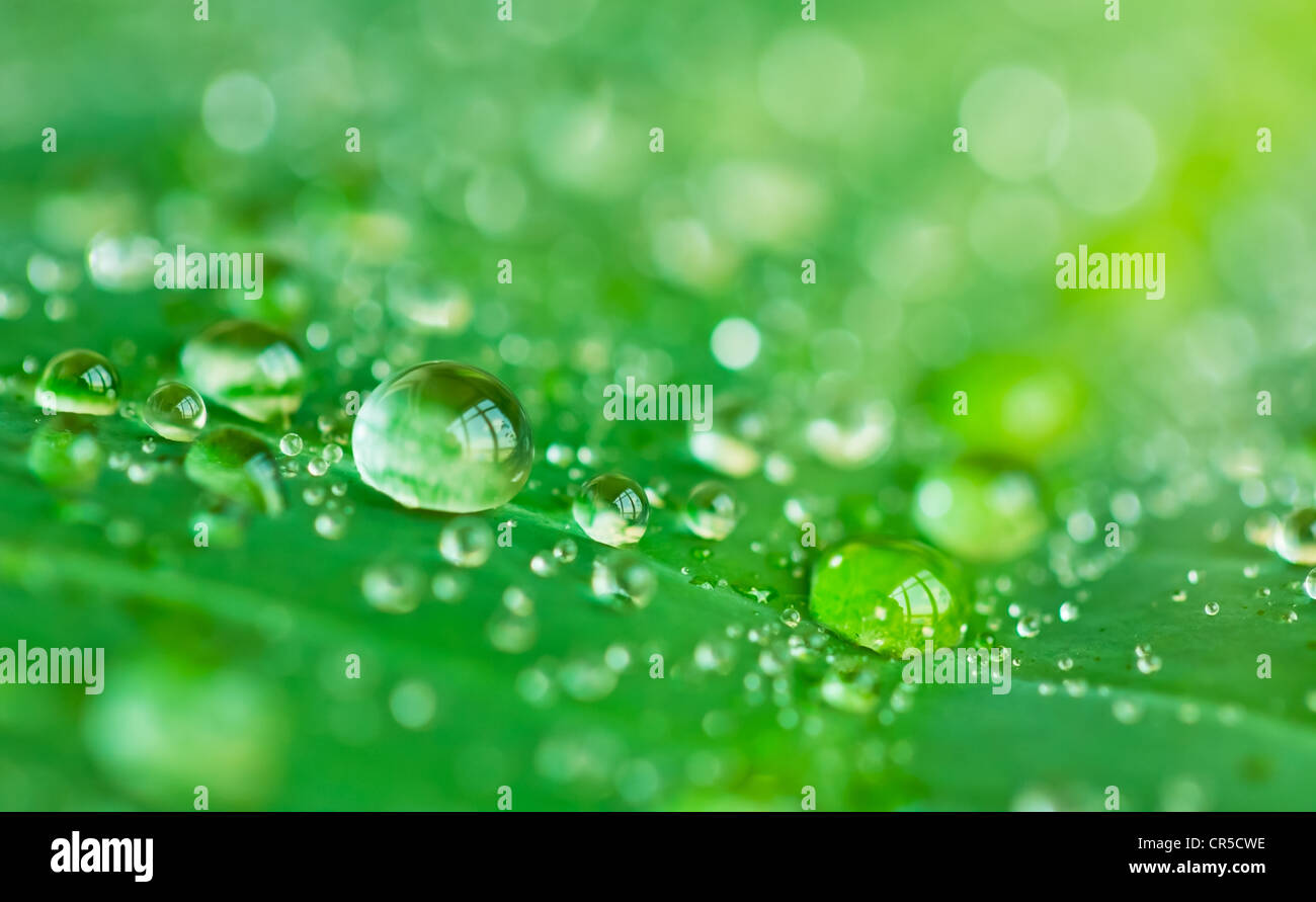 Water drops on fresh green plant leaf close up Stock Photo