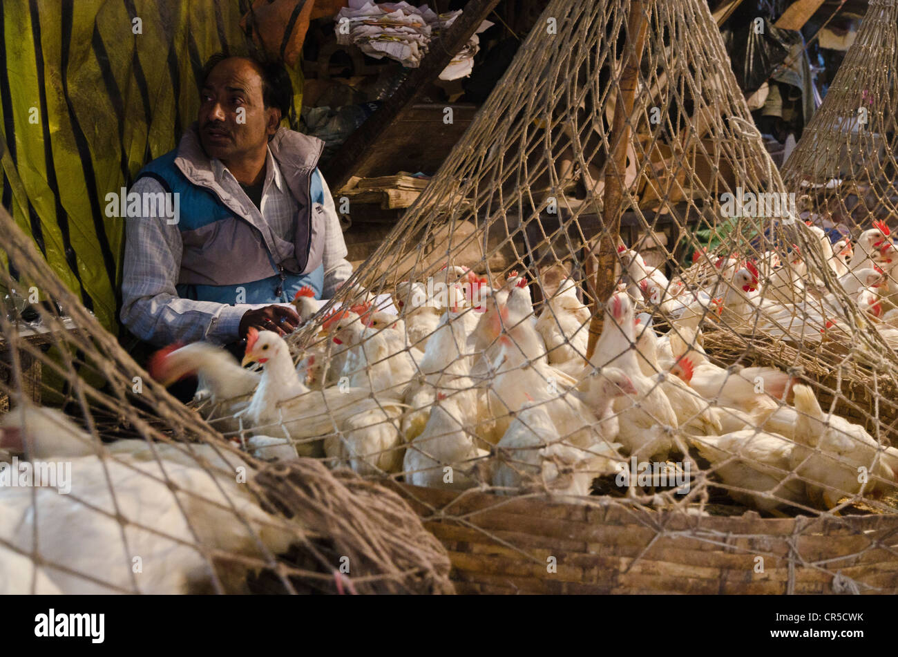 Chickens for sale at a market, Kolkata, West Bengal, India, Asia Stock